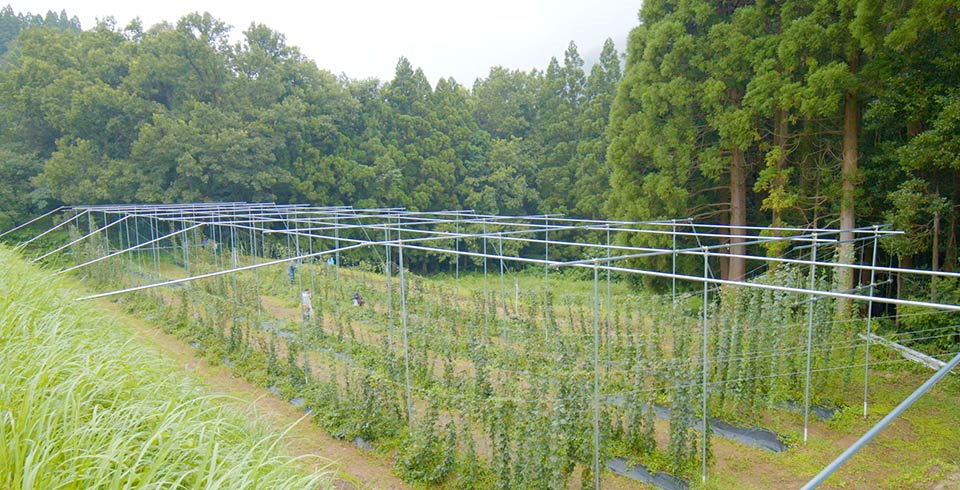 「土地利用型農業」の衰退 イメージ