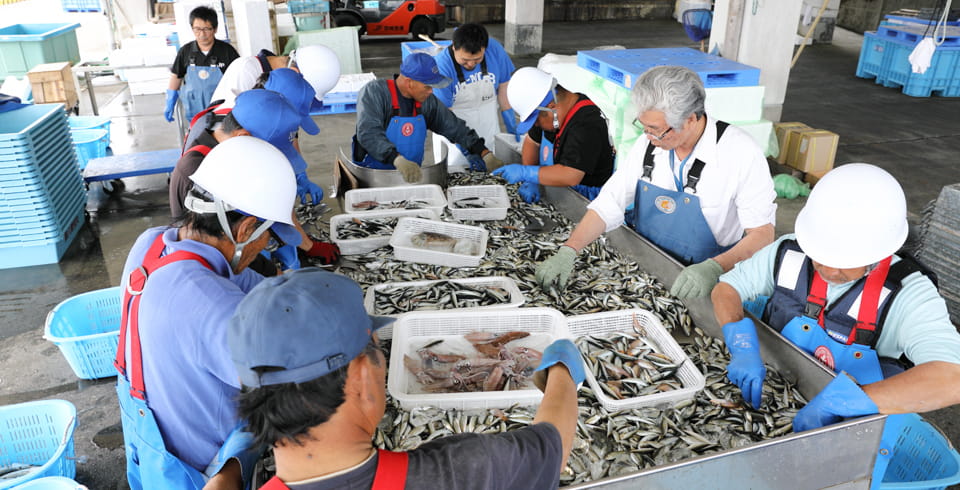 水揚げは順調「地元の魚」は地域を元気にする イメージ