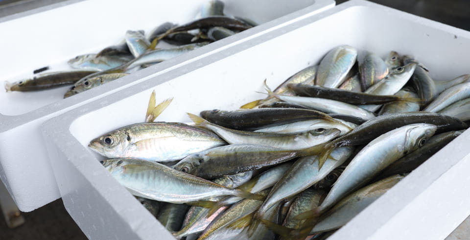 内海の成功を足掛かりに、宮崎の漁業を盛り上げたい イメージ