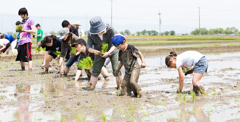 家族連れや大学生、市長も交えた「100人田植え」 イメージ