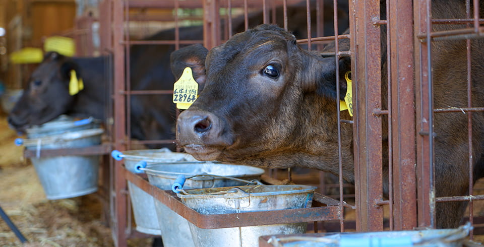 主食用米から飼料用米への移行を推進し、地産地消型の混合飼料をつくる イメージ