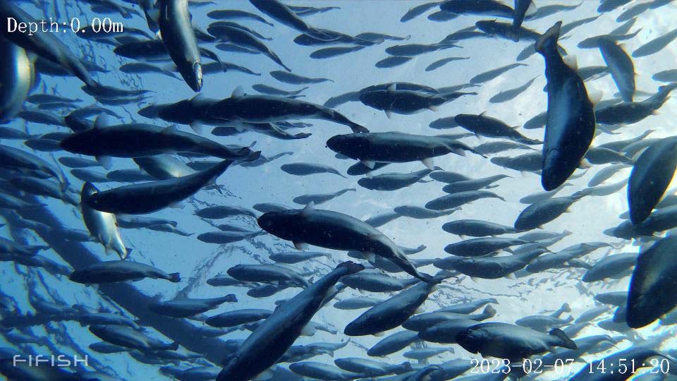 自然豊かな今別町の海を、サーモン養殖生産の一大拠点に イメージ