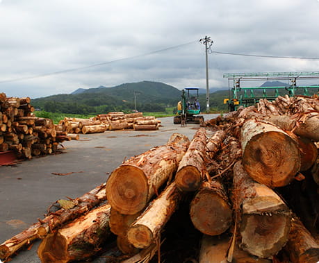 循環型林業の確立が急がれる中、注目される新たな苗木 イメージ