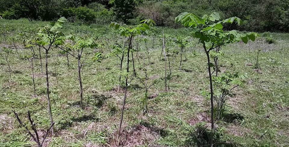 かご細工の材料を継続的に確保するため、山ぶどうの植栽に取り組む イメージ