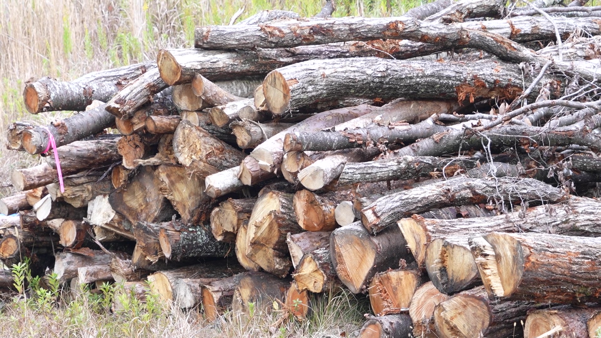 里山の循環を取り戻すため、伐採木を有効利用する事業を推進