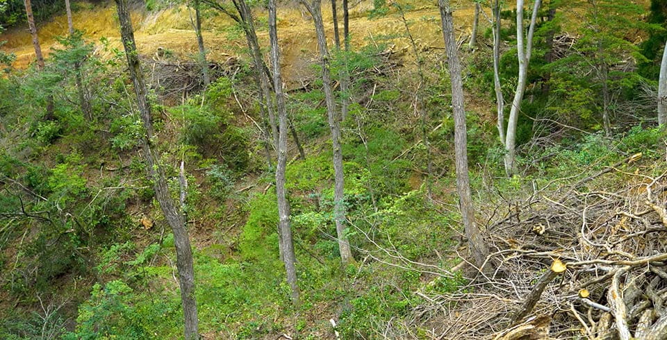 富山県から発信する森林資源循環モデルの可能性 イメージ