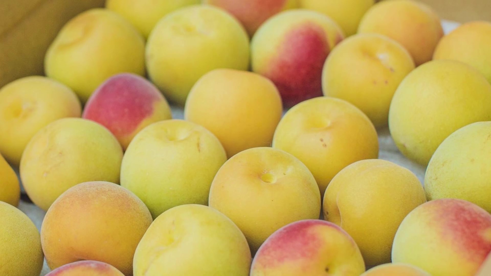 伝統的な梅農法の危機に、若い世代が独自の行動力で立ち向かう​