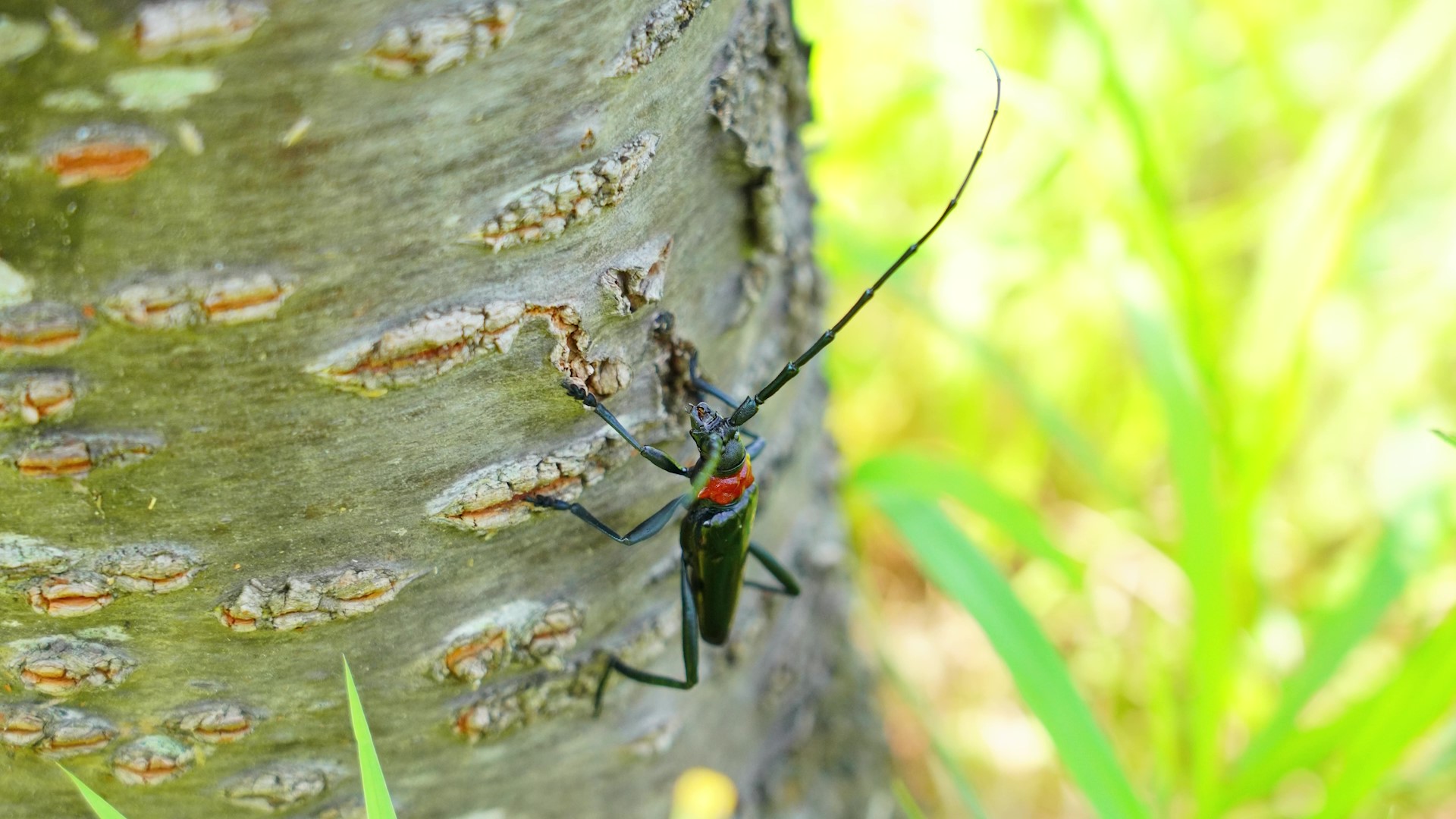 伝統的な梅農法の危機に、若い世代が独自の行動力で立ち向かう