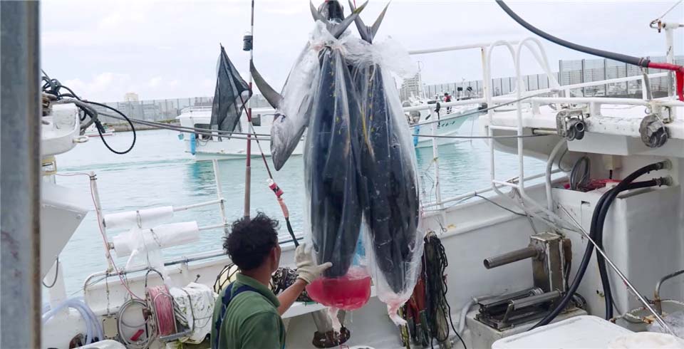 石垣島のマグロをもっと広めたいという想いから合同会社を設立 イメージ