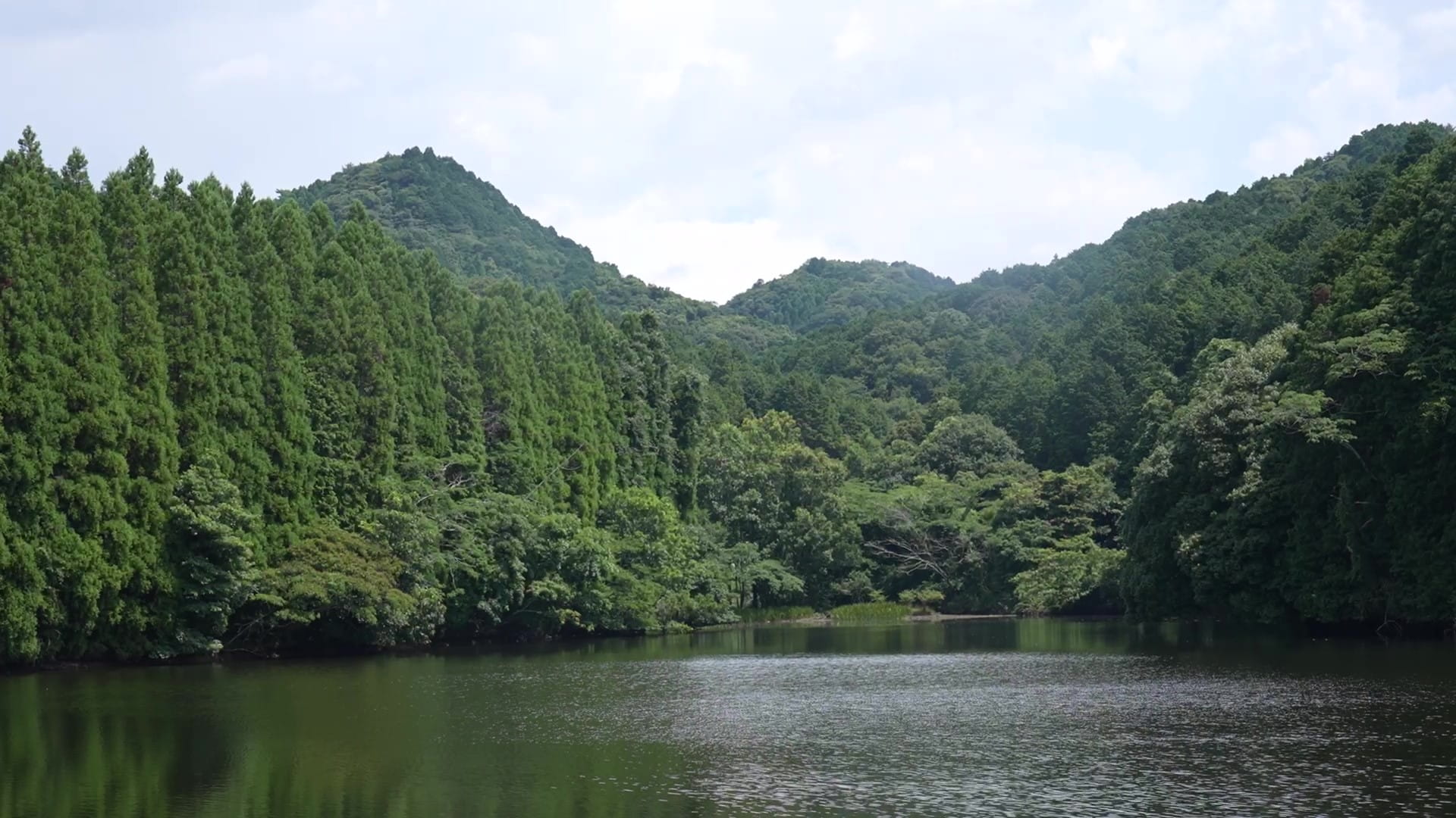 培われてきた野草の価値を、今の時代にあったスタイルで発信